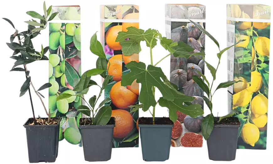 Image 6: Lot de 4 ou 8 jeunes arbres fruitiers méditerranéens Rootz