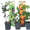 Image 6: Lot de 4 ou 8 jeunes arbres fruitiers méditerranéens Rootz