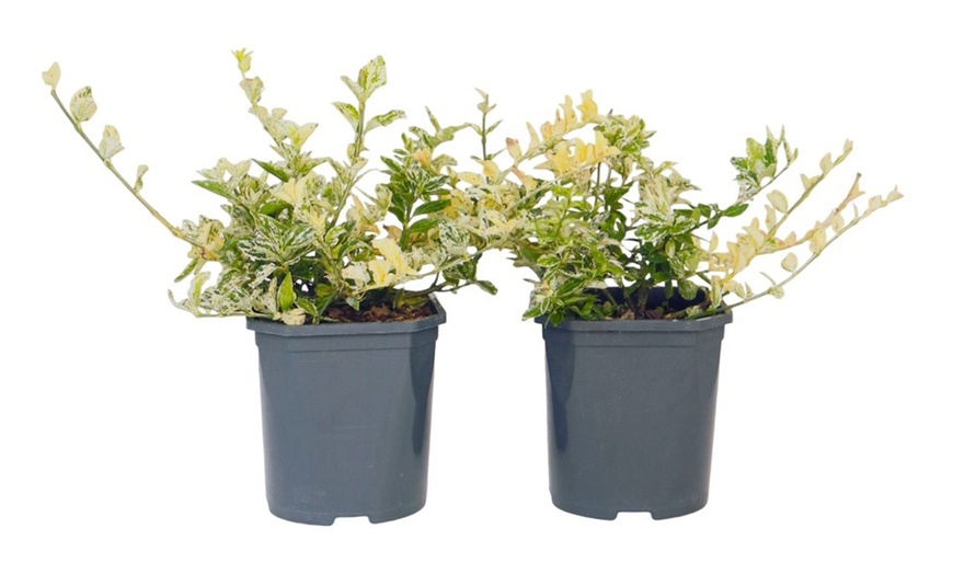 Image 4: Plante de jardin Euonymus fortunei 'Harlequin'