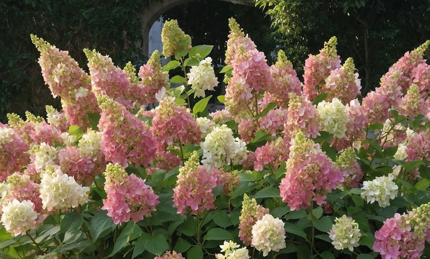 Image 1: Lot de 2 Hortensias: Candlelight, Early Harry, Magic Pillow