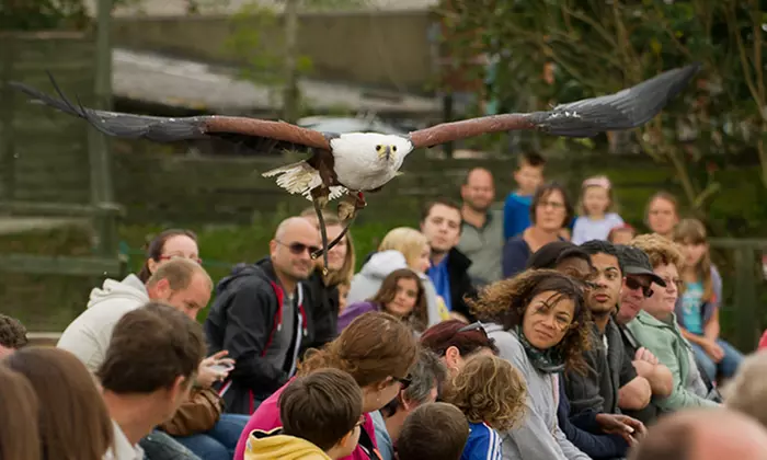 Meerkat Experience for Two or Four at Eagle Heights (Up to 62% Off) - Image 3