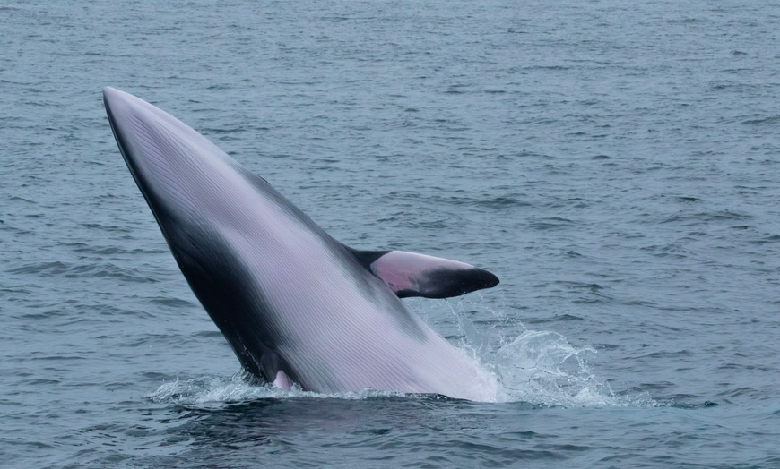 Image 1: Luxury San Diego Whale Watching Tour