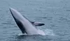 Luxury San Diego Whale Watching Tour - Up to 35% Off with Wild Pacific Whale Watch 
