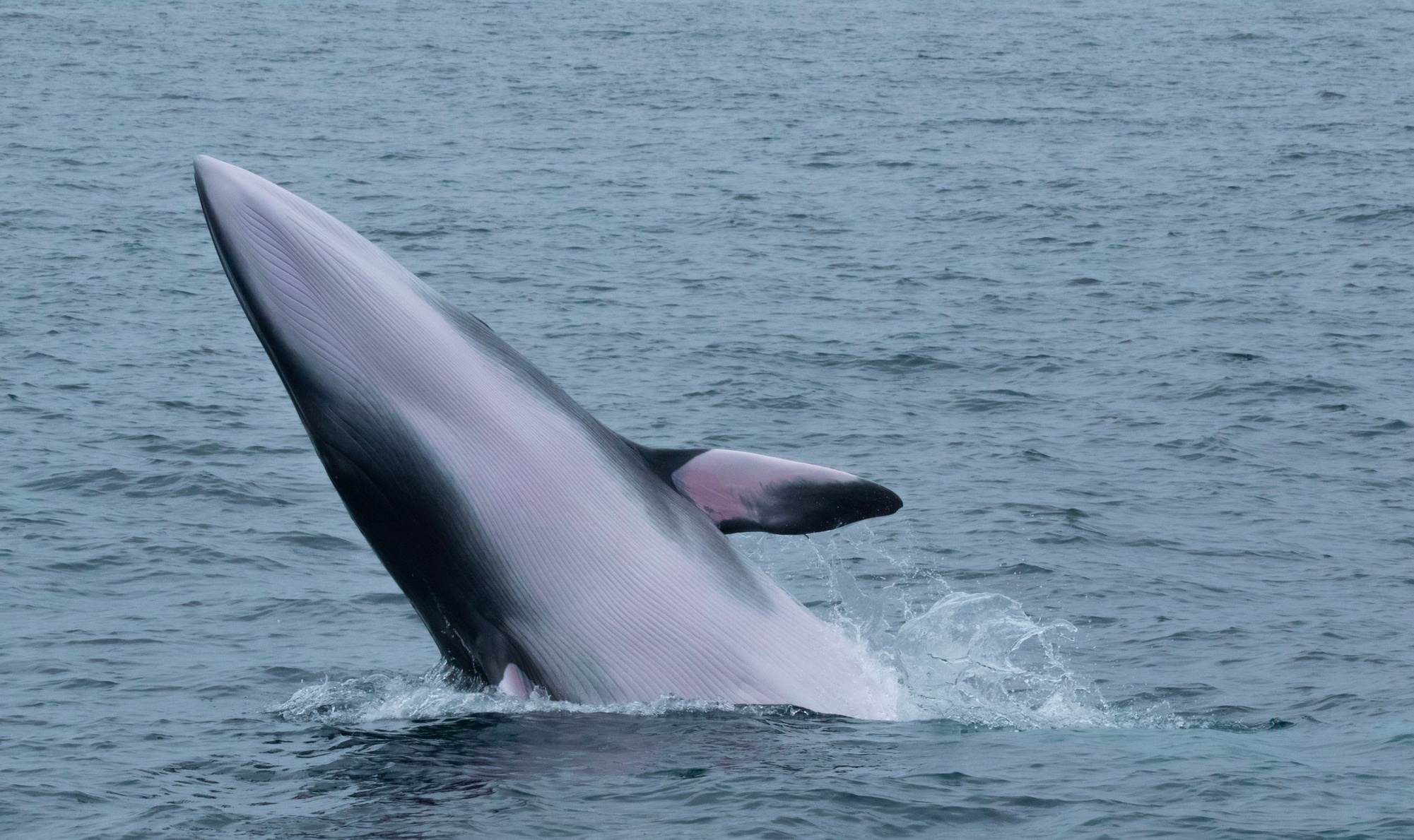 Luxury San Diego Whale Watching Tour