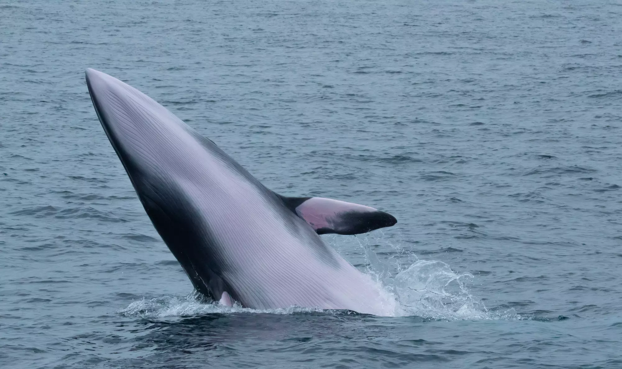 Luxury San Diego Whale Watching Tour - Up to 35% Off with Wild Pacific Whale Watch  - Primary Image