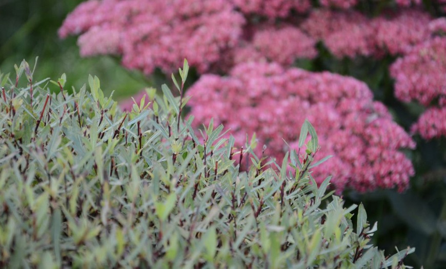 Image 2: One or Two Salix purpurea Nana Potted Plants