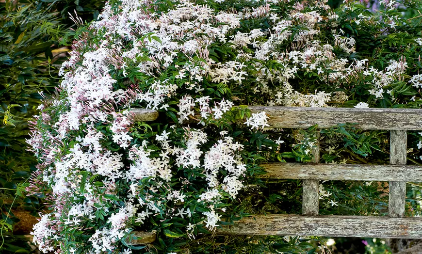 Image 3: Up to Three Officinale Jasmine Plants 9cm
