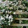 Image 3: Up to Three Officinale Jasmine Plants 9cm
