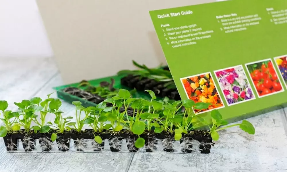 Pansy Frizzle Sizzle Mixed Collection – 24 or 48 plants