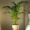 Image 1: Luftreinigende Areca-Palme