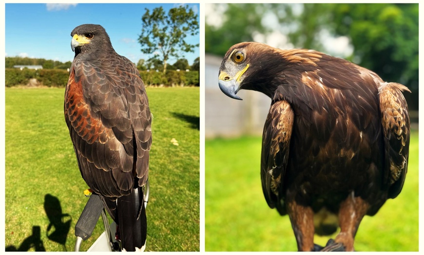 Image 6: Unforgettable Hawk & Golden Eagle Experiences - 1, 2 or 6 hours
