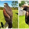 Image 6: Unforgettable Hawk & Golden Eagle Experiences - 1, 2 or 6 hours