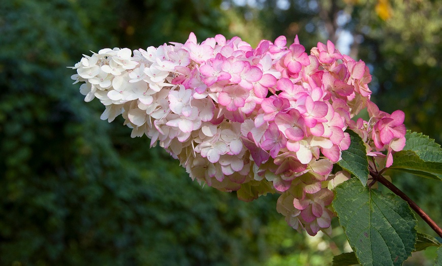 Image 6: One, Two or Three Hydrangea Paniculata Vanilla Fraise Potted Plants