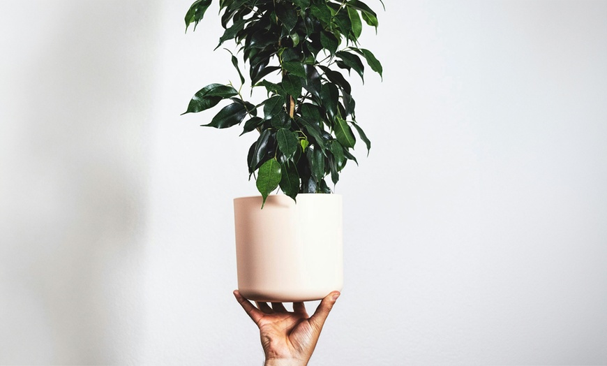 Image 6: Ficusplant in soort naar keuze van het merk Rootz