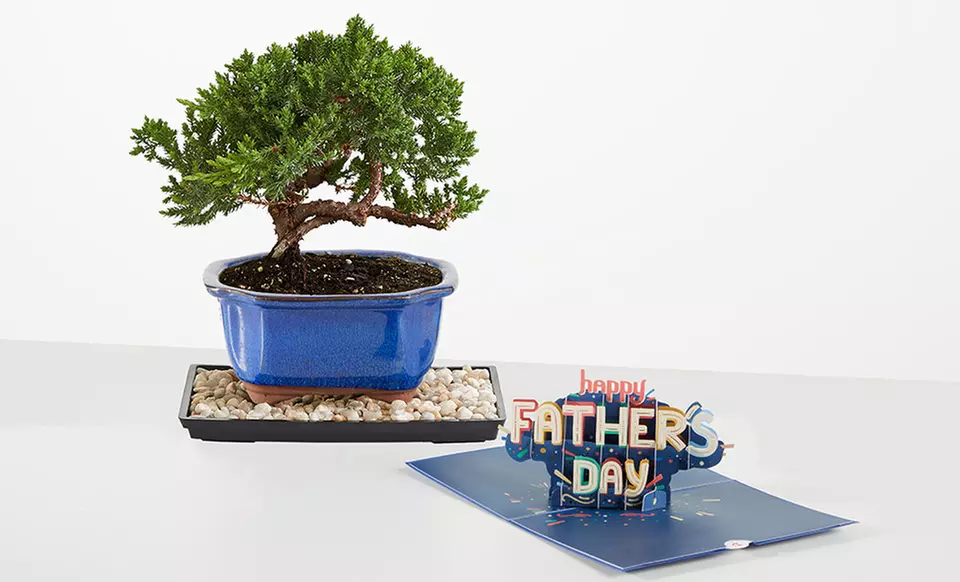 Unique Plant Gifts FTD.com Sustainable Succulents and Plants Lula’s Garden Collection Up to 50% Off