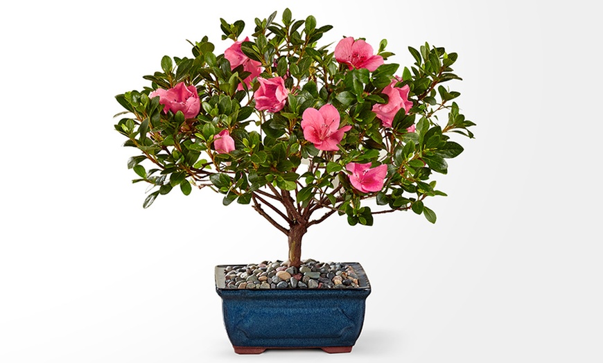 Image 8: Unique Plant Gifts FTD.com Same-Day Delivery Up to 58% Off