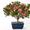 Image 8: Unique Live Plant Gifts FTD.com Same-Day Delivery Up to 55% Off