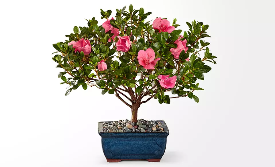 Unique Plant Gifts FTD.com Sustainable Succulents and Plants Lula’s Garden Collection Up to 55% Off