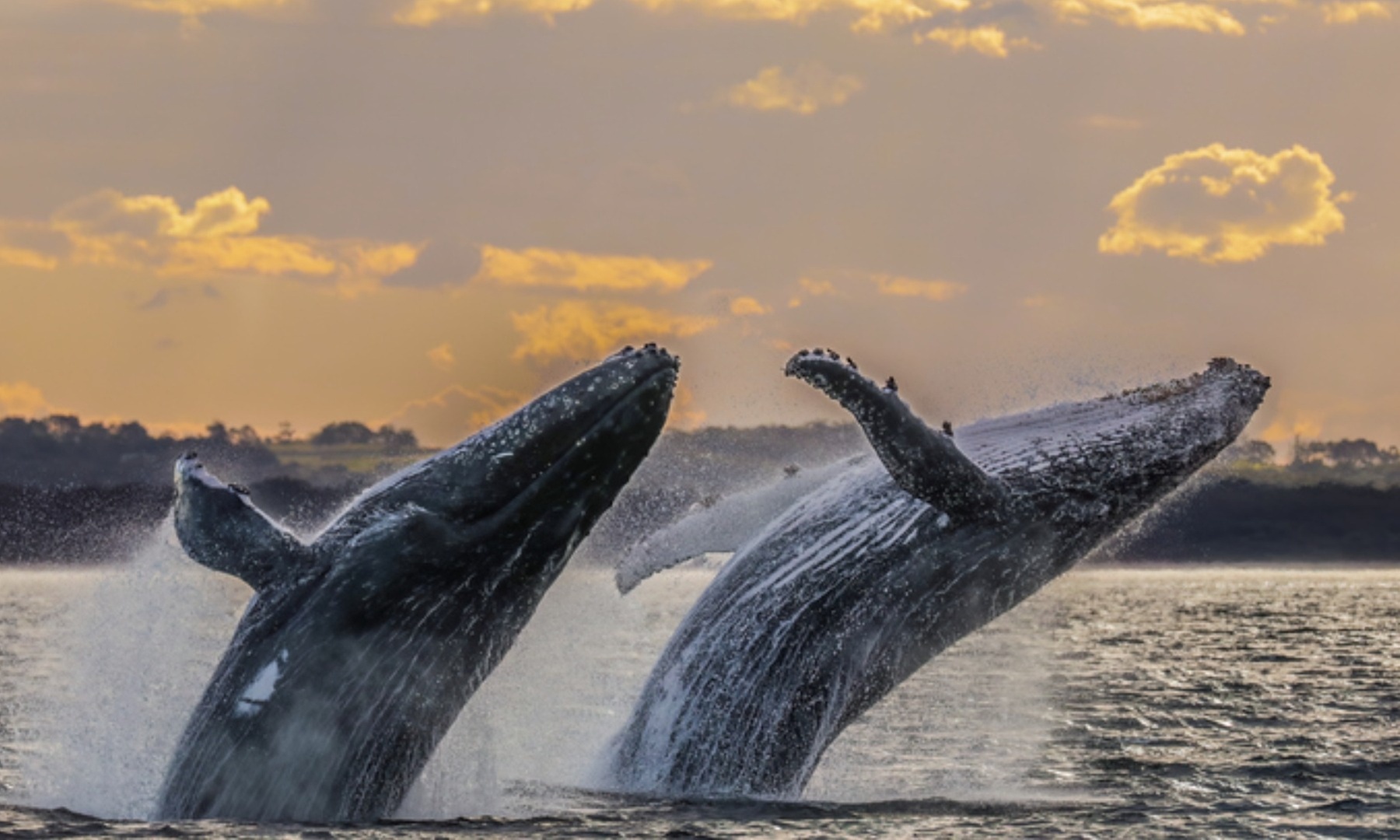 2 Hour Whale Watching Cruise on Oahu Coast