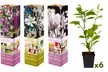 Set de plantas de Magnolia, Susan, Soulangeana, Stellata - Image 4