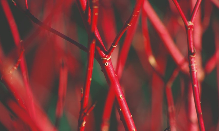 Image 5: Winter Hardy Shrubs - Cornus, Winter Jasmine - Sweet Box