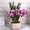 Image 9: Unique Live Plant Gifts FTD.com Same-Day Delivery Up to 55% Off