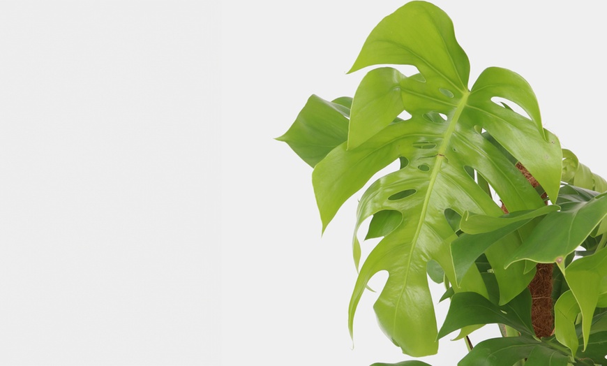 Image 2:  Monstera Deliciosa plant