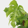 Image 2:  Monstera Deliciosa plant