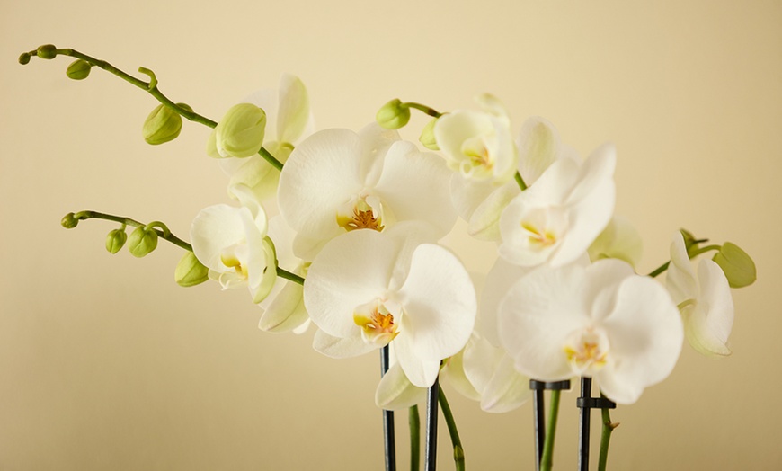Image 6: Next Day Delivery Lush Plants from 1-800-Flowers (up to 50% off)