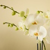 Image 6: Next Day Delivery Lush Plants from 1-800-Flowers (up to 50% off)