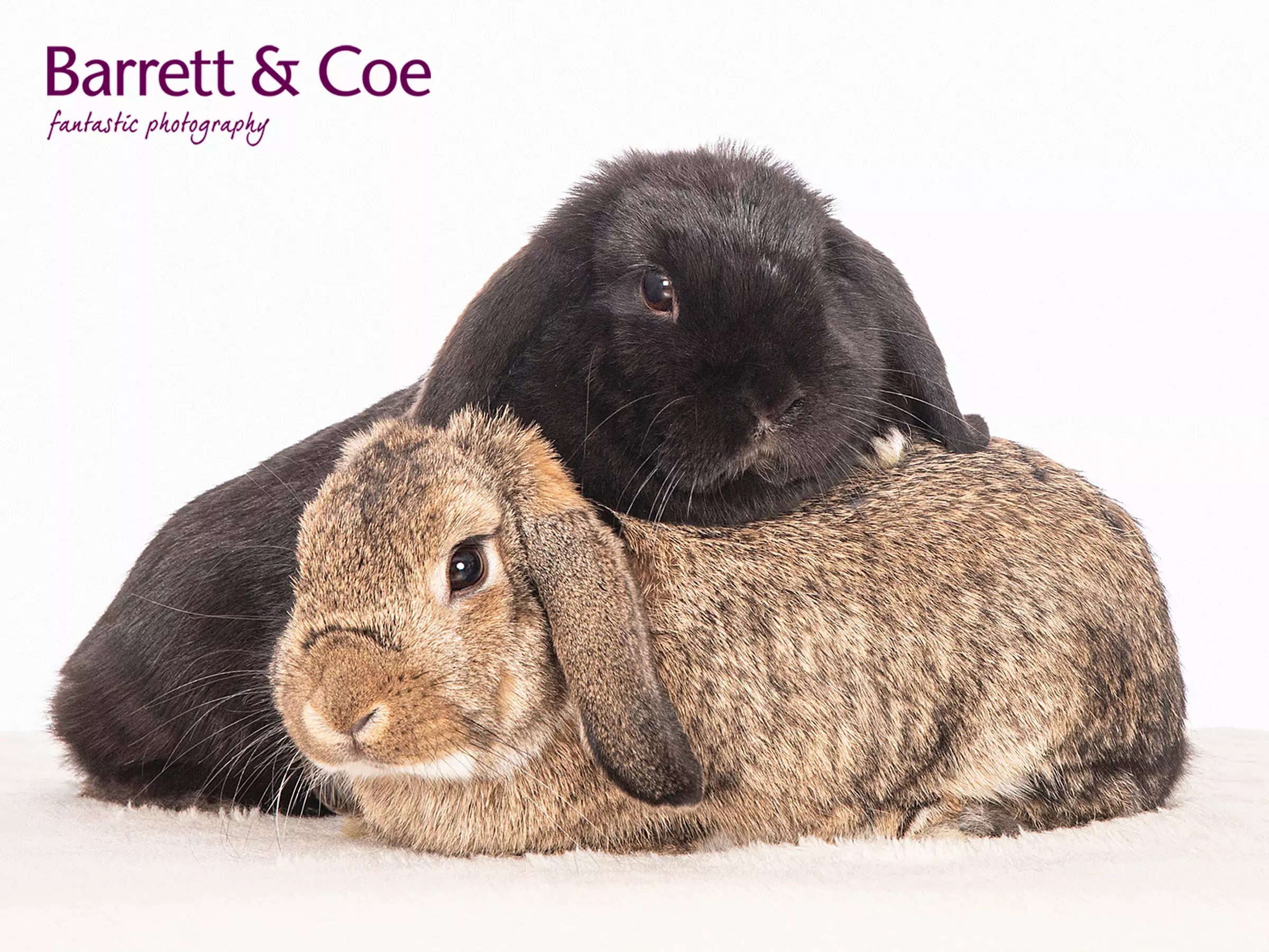 Pet Photoshoot I 8'' x 6'' Print I Barrett & Coe Studios