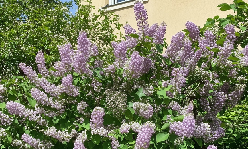 Image 7: 4 Pflanzen Edelflieder in der Sorte nach Wahl