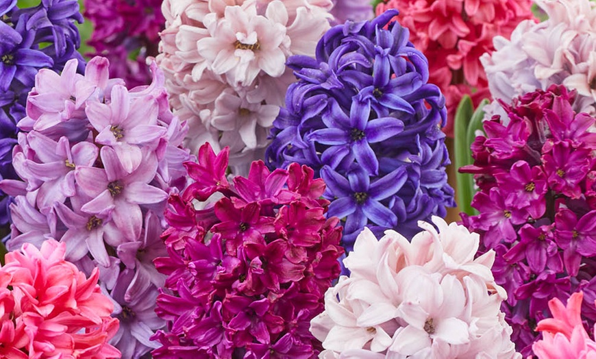 Image 3: 10 or 20 Hyacinth 'Berries and Cream' Mixed Spring Flowering Bulbs