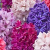 Image 3: 10 or 20 Hyacinth 'Berries and Cream' Mixed Spring Flowering Bulbs