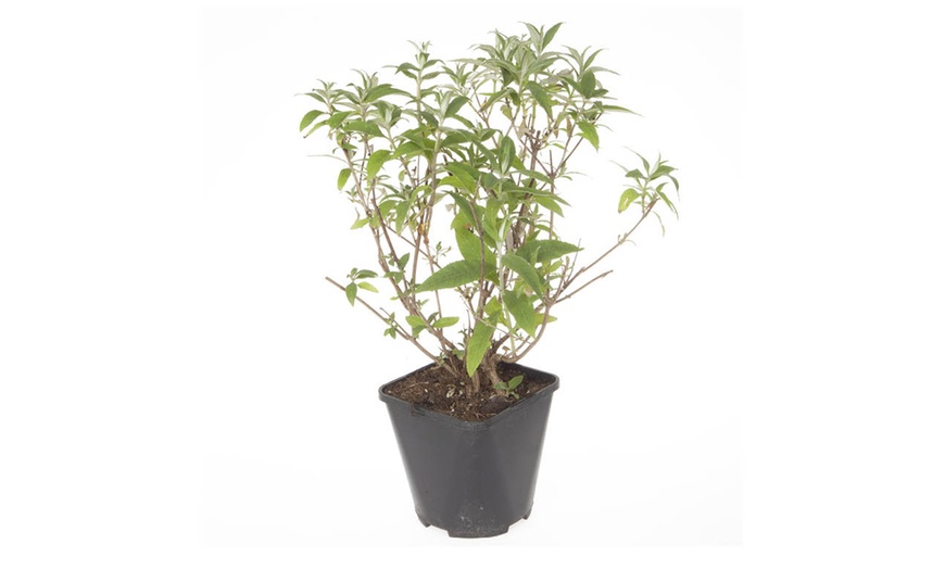 Image 3: Yougarden Tricolour Buddleia Butterfly Bush