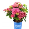Image 13: Hydrangeas in Quart, 1 Gallon, and 2 Gallon Sizes with Free Shipping (Up to 15% Off)