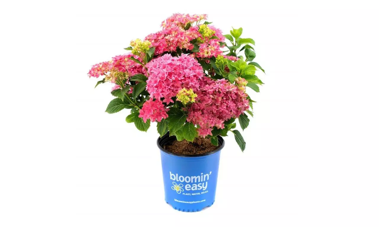 Hydrangeas in Quart, 1 Gallon, and 2 Gallon Sizes with Free Shipping (Up to 24% Off)