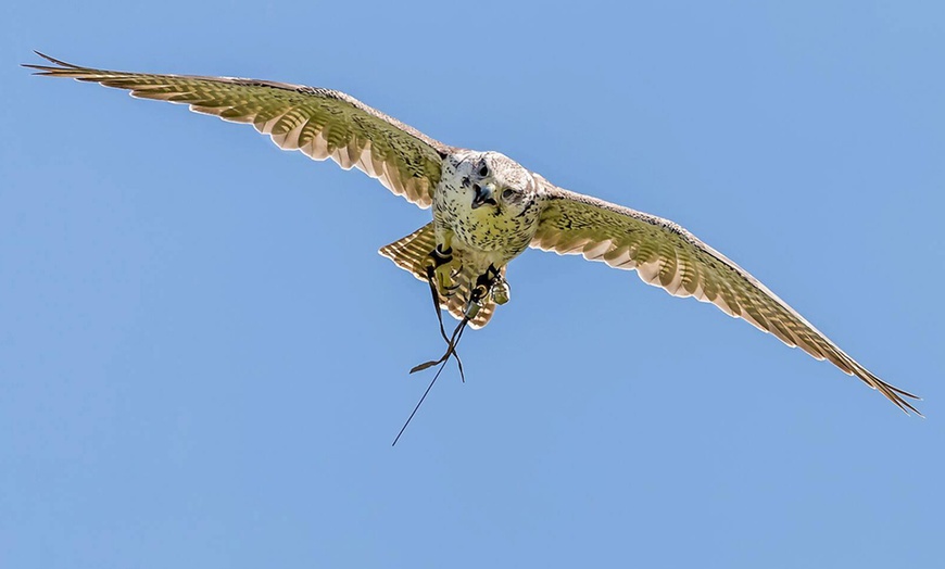 Image 15: Three-Hour Falconry Experience