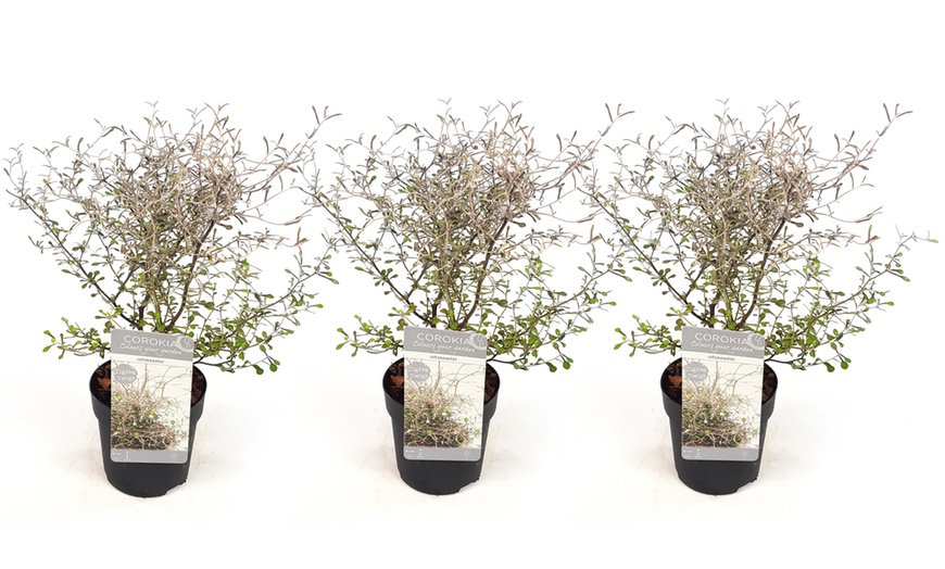 Image 2: Three Maori Green Corokia Bonsai