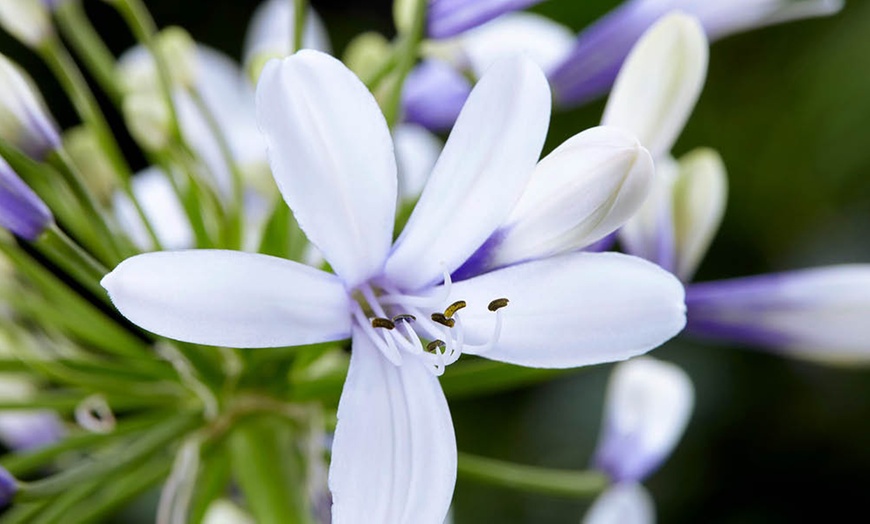 Image 1: Three Packs of Agapanthus 'Fireworks', Bi-Coloured Blooms in 9cm Pots