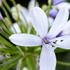 Image 1: Three Packs of Agapanthus 'Fireworks', Bi-Coloured Blooms in 9cm Pots