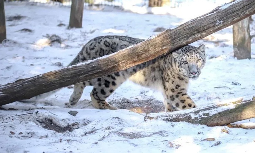 Image 9: Spannende Führung durch das Wildkatzenzentrum Felidae
