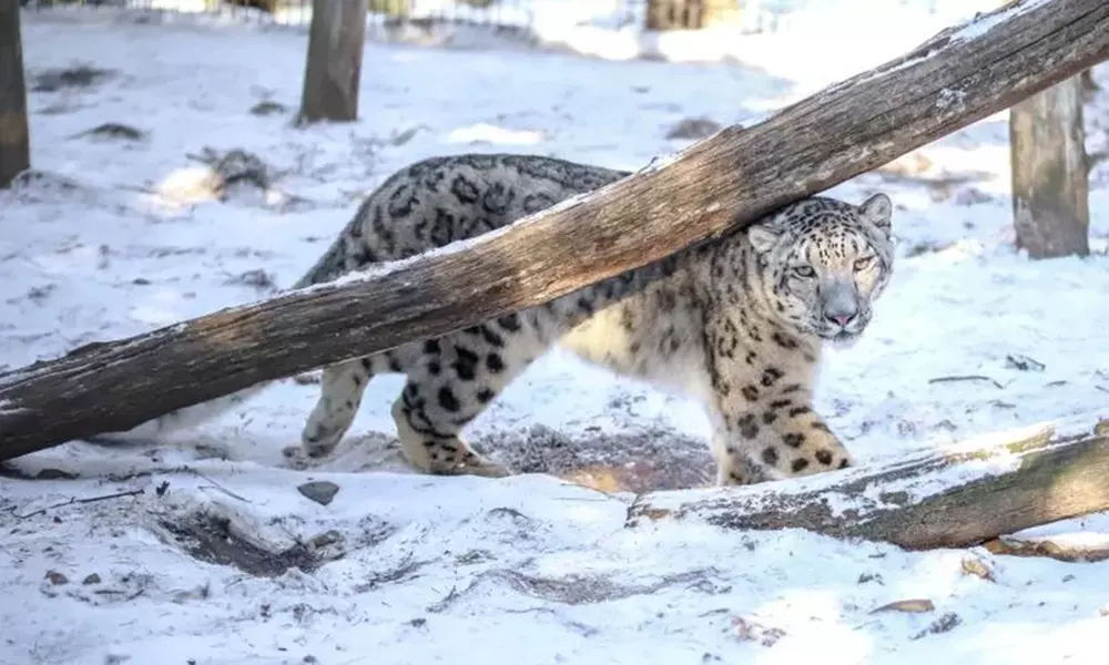 Spannende Führung durch das Wildkatzenzentrum Felidae