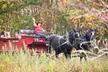 Enjoy a Scenic Horse-Drawn Sleigh or Wagon Ride For Up to Six People at Cornerstone Ranch Up to 26% Off - Second Medium