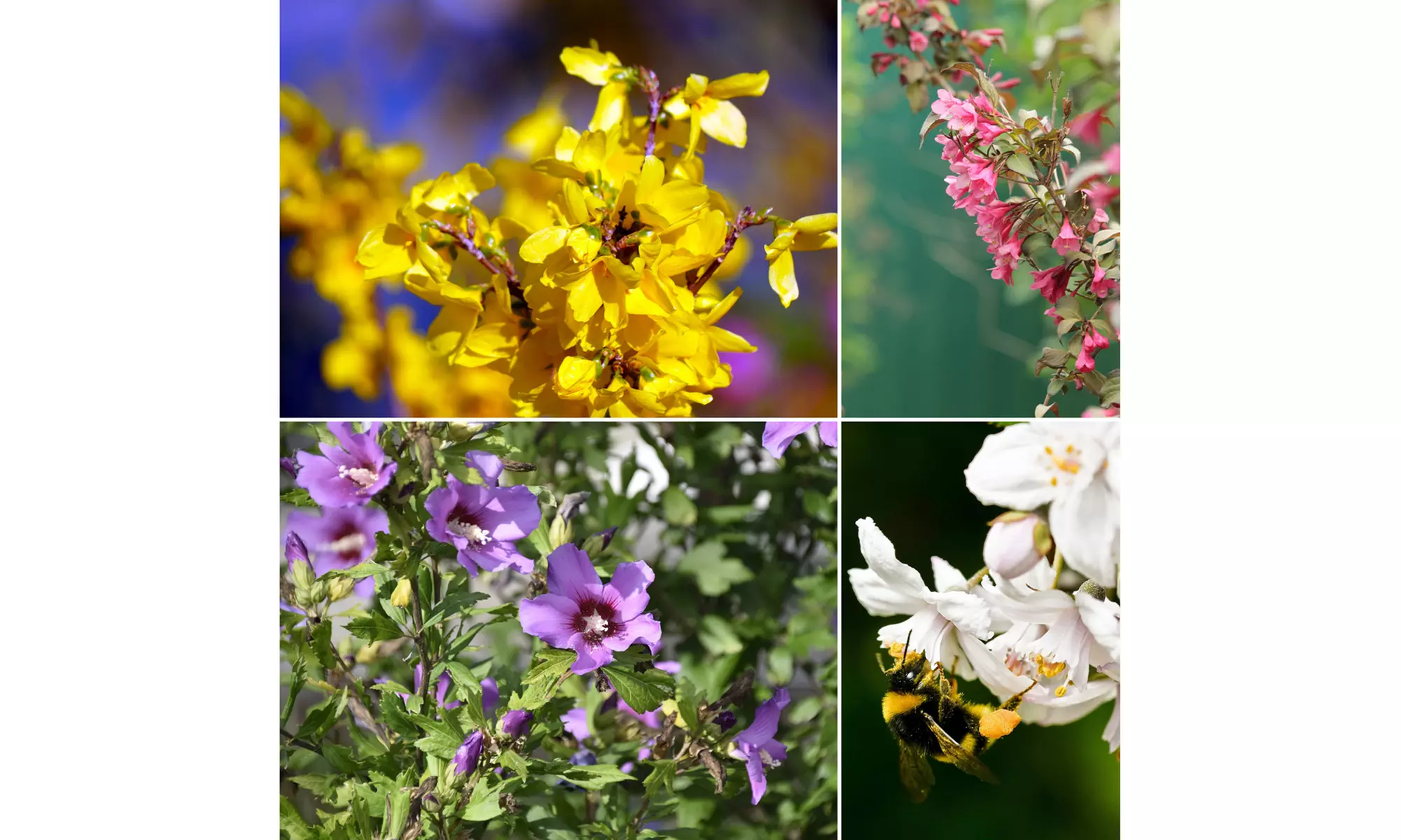 Lot de 4 ou 8 arbustes ornementaux mix XL