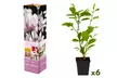 3 o 6 piante di magnolia assortite - Image 5