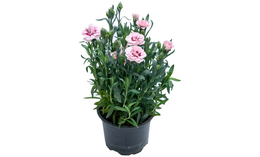 Image 5: Garden-Ready Dianthus Plants