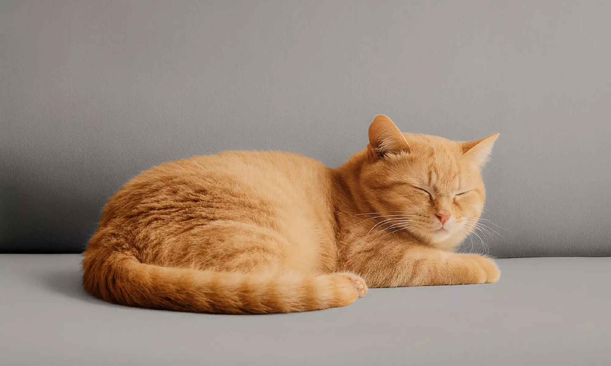 Copridivano o copripoltrona in velluto impermeabile