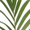 Image 7: Rootz Kentia Palm Collections