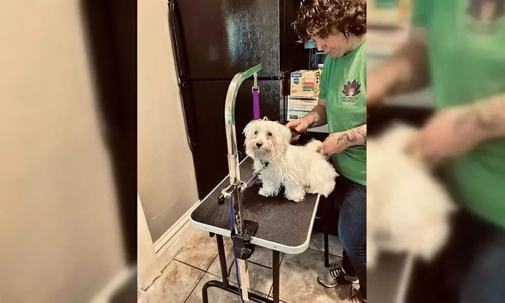 In-Home Full Service Dog Grooming for Small to XL Dogs